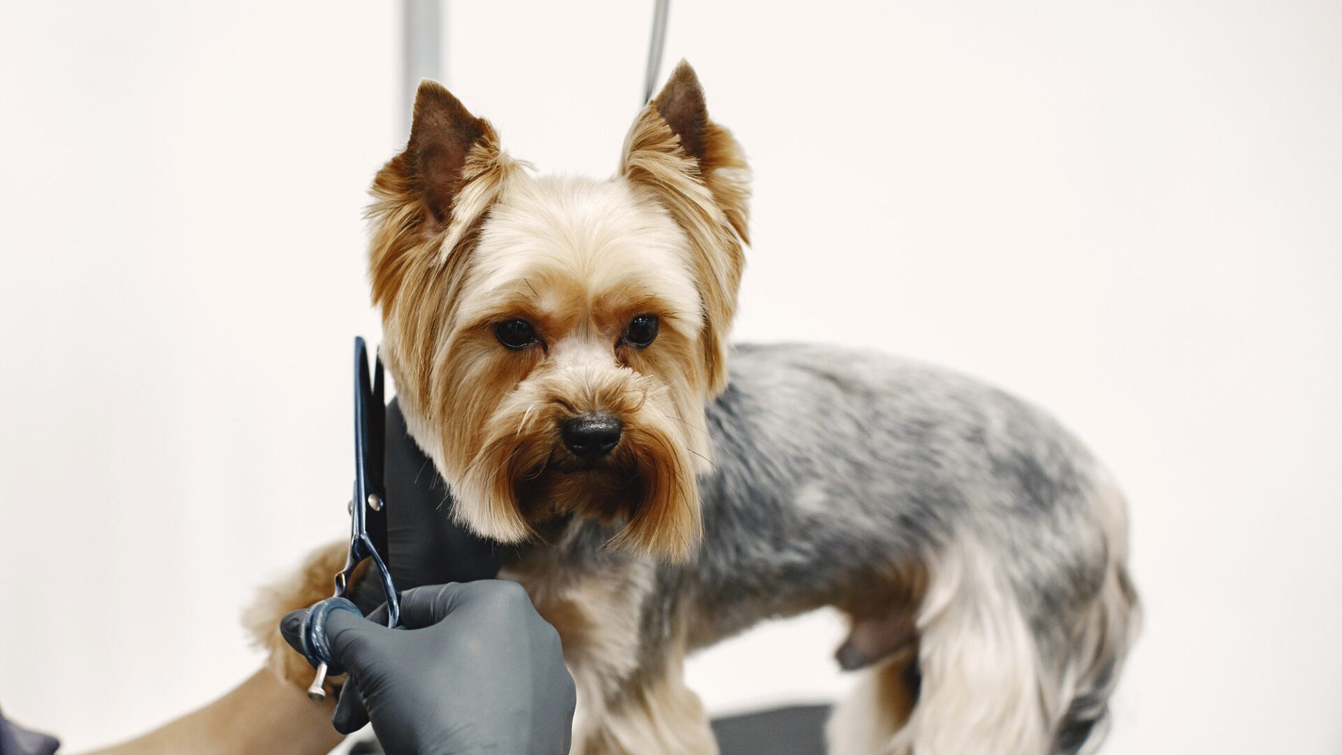 services-haircut-cropped